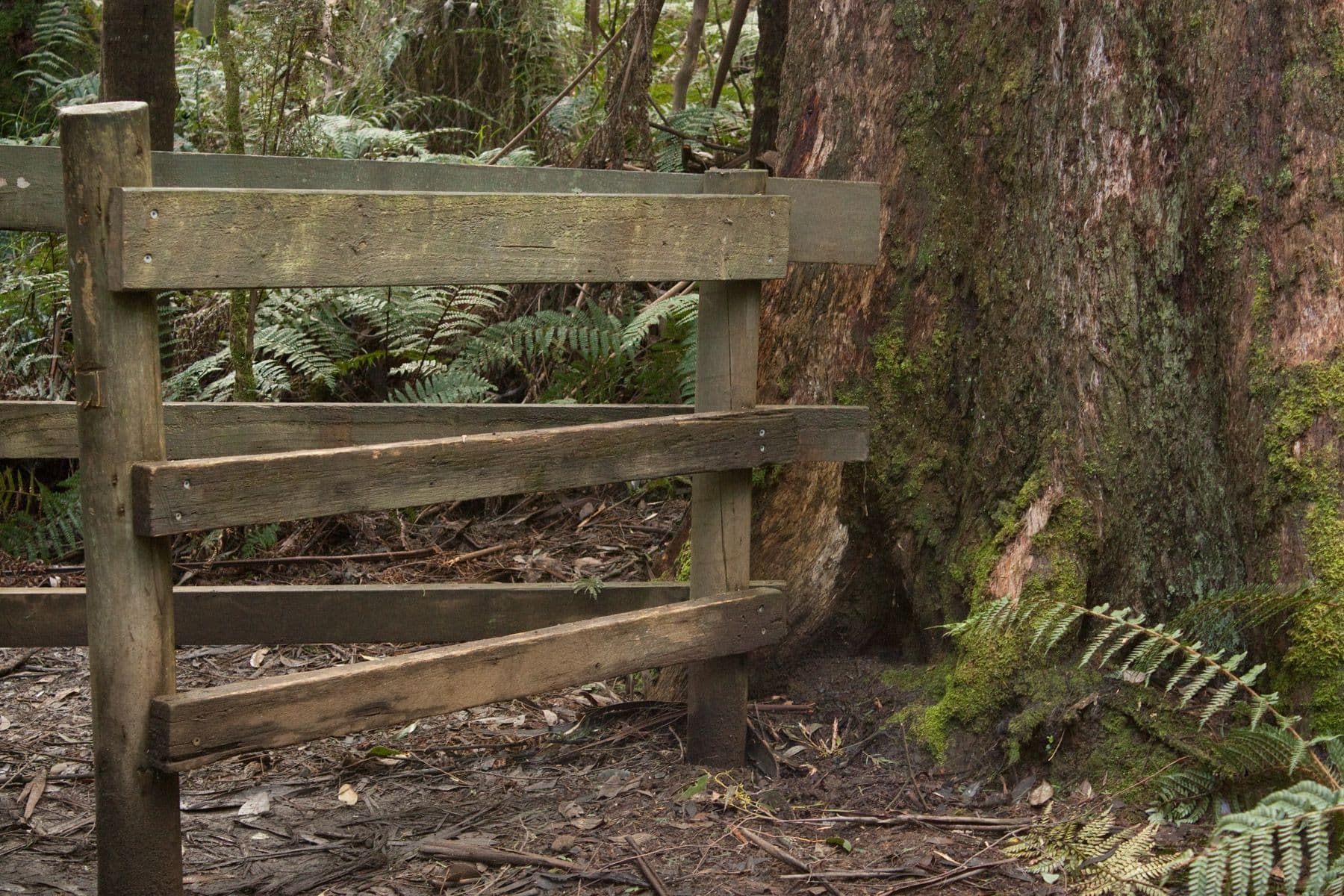 A weathered timber post-and-rail fence beside a mossy mountain ash trunk and tree ferns